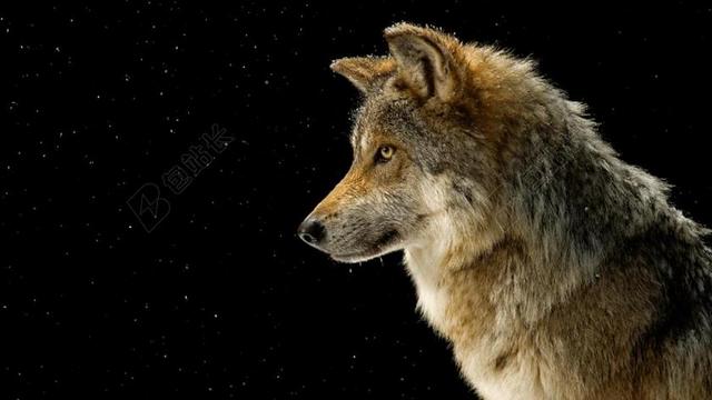 狼 狼群 捕食者 犬红斑狼疮 注意 动物世界 包动物 白苔