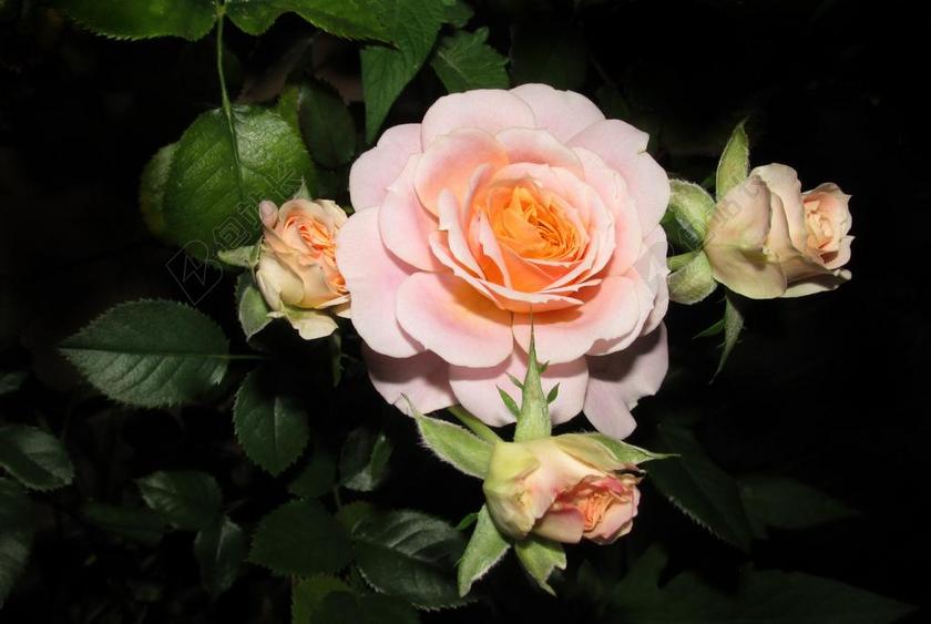 玫瑰 鲜花 夜间拍摄