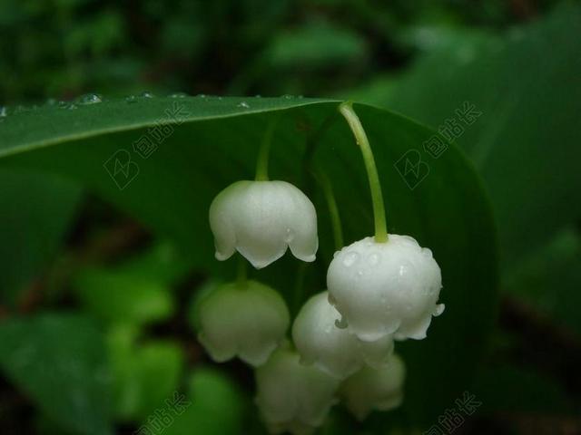 自然 植物区系 户外 花 铃兰 可以 莉莉