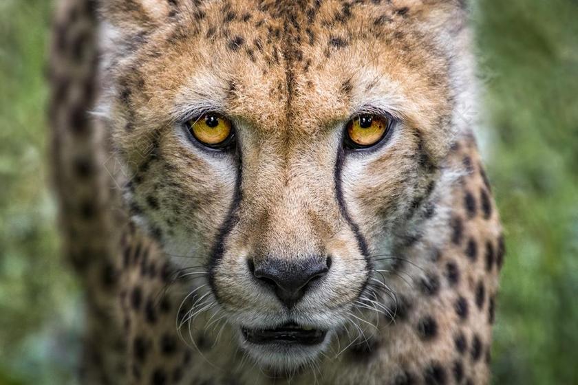 猎豹 猫 大猫 捕食 野生动物 性质 动物 野生 野猫
