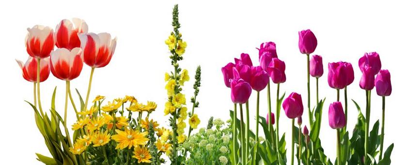 郁金香 春天 鲜花 花坛 植物 性质