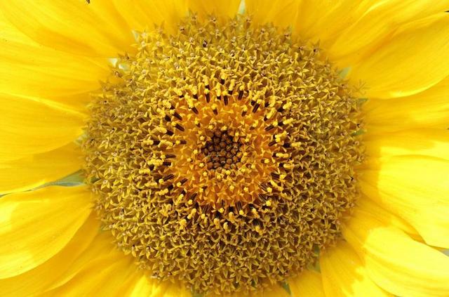 太阳花 向日葵 花 开花 黄色 黄色花 夏季 秋花开花