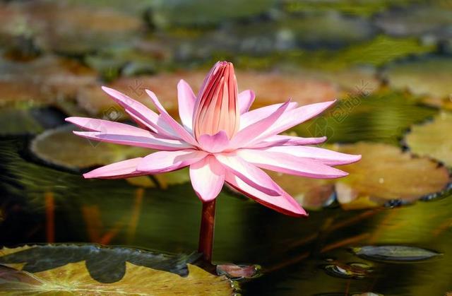 睡莲 花 水生植物 池塘植物 开花 鲜花 粉红色 粉红色水百合