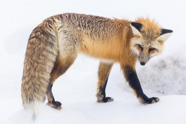 红狐 野生动物 雪 冬天 肖像 走 自然 捕食者
