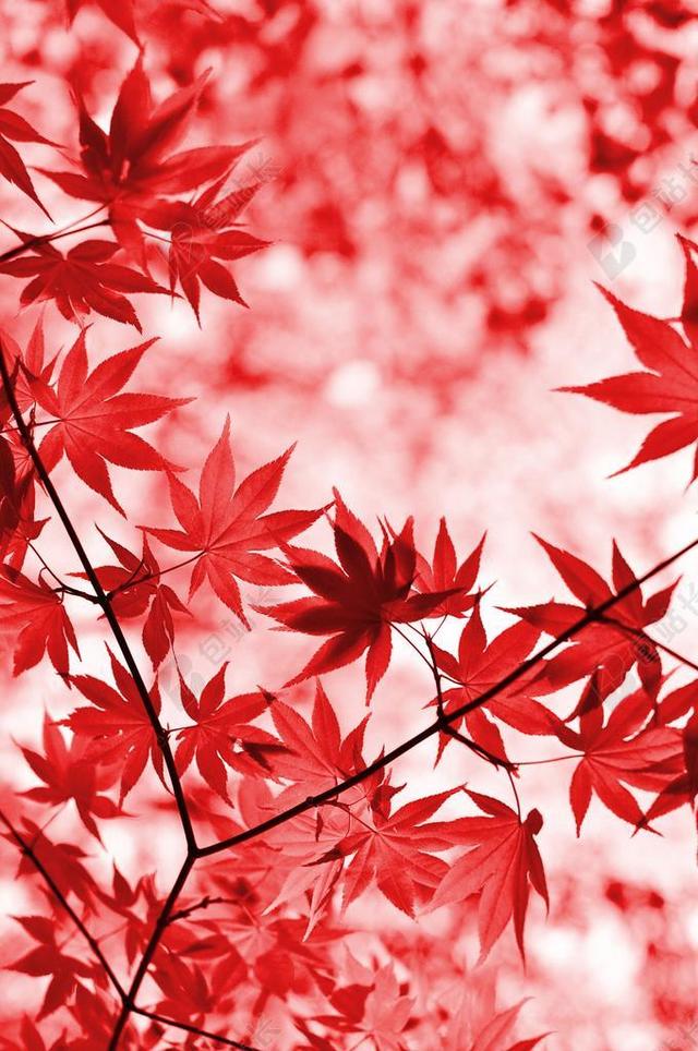 枫 红色 叶子 树 日本枫树 叶 分支机构 植物 罗西