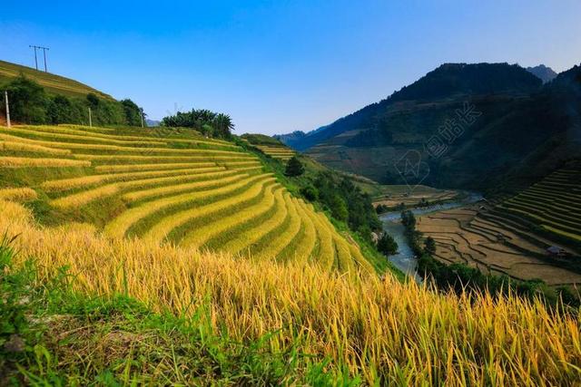 越南 米 稻田 河江 回避 HOANG苏披 旅行 景观 天性