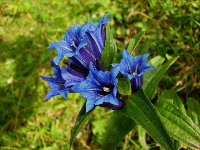 龙胆 花 夏季 高山