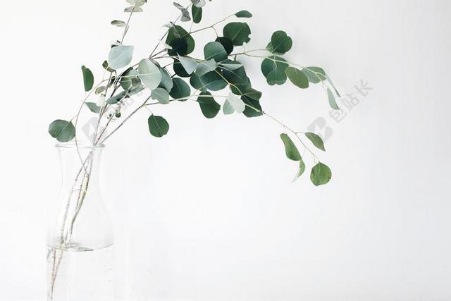玻璃瓶子里的树枝背景图片