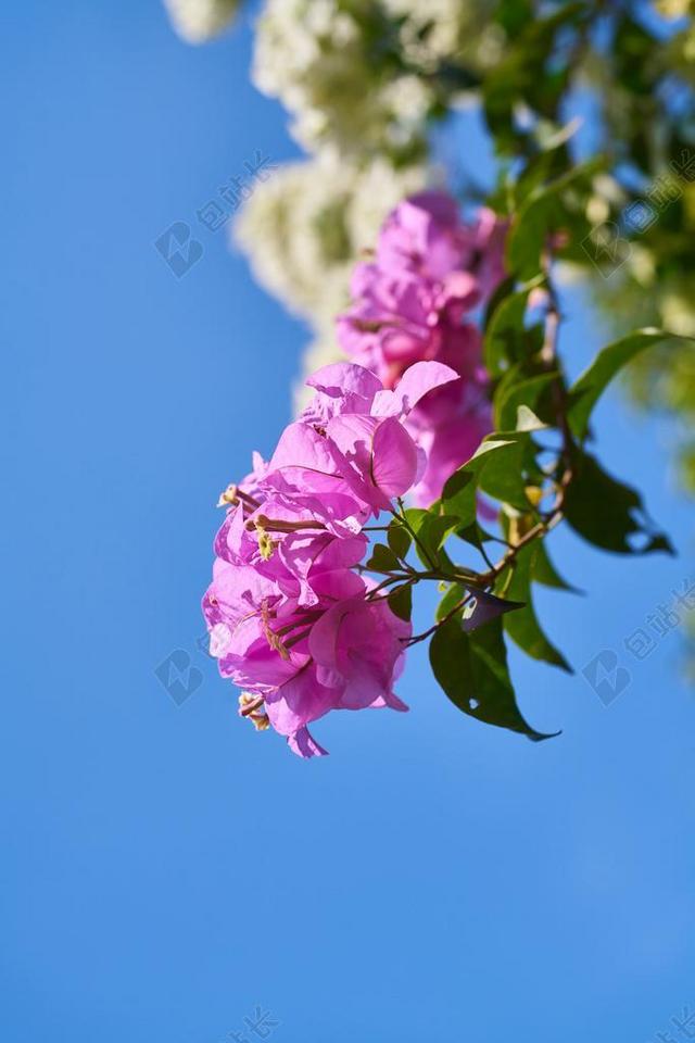 花卉 性质 植物 春 花园 春天 紫色 粉红色 夏天