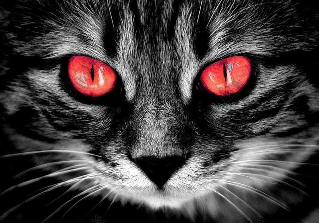 令人毛骨悚然火红色的猫眼睛恐怖图片片