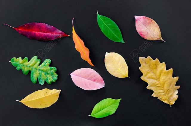秋 橙色 自然 红色 黄色 秋天 枫 颜色 光明 季节