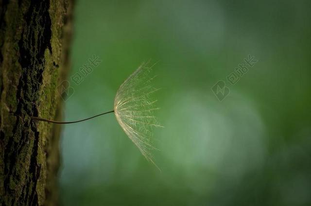 蒲公英 树 吠 春天 野花 飞行的种子 指出花 植物 路边