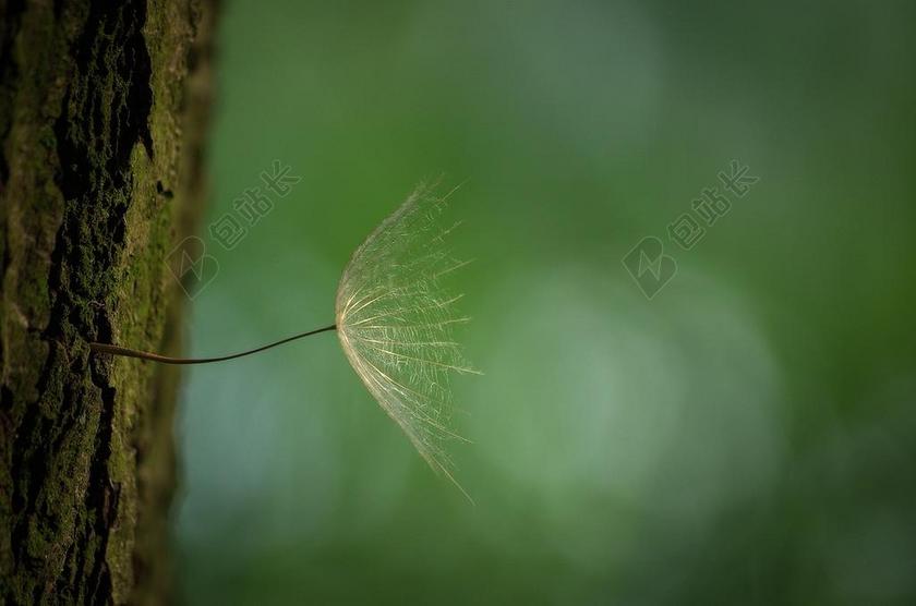 蒲公英 树 吠 春天 野花 飞行的种子 指出花 植物 路边