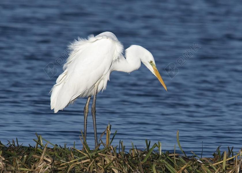 鸟 野生动物 白鹭 水 自然 湖 野生 羽毛 鸟嘴