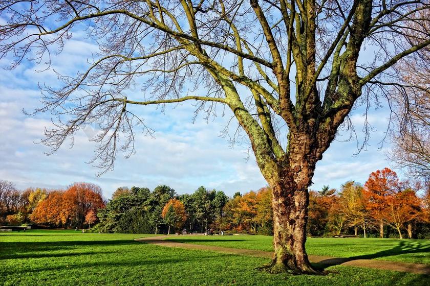 树 光秃的树枝 秋天一棵树 落叶树 草坪 公园 秋天的颜色