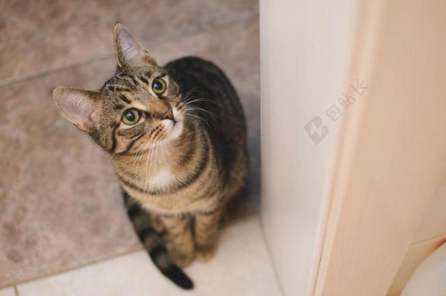 猫 小猫 大花猫 家猫 动物 坐在猫 猫的眼睛 斑