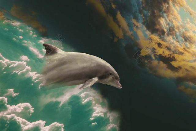 海豚 海洋哺乳动物 跳转 梦幻般的景象 幻想 喜悦 自由