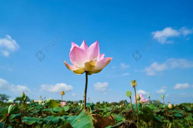 莲花 植物 花卉 性质 叶子 花瓣 热带 热 亚洲 柬埔寨