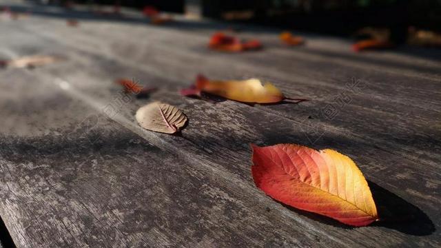 落叶 枯叶 秋季树叶 冬季 樱花叶 甲板