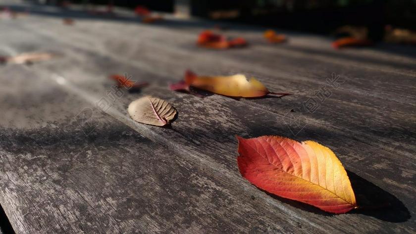 落叶 枯叶 秋季树叶 冬季 樱花叶 甲板