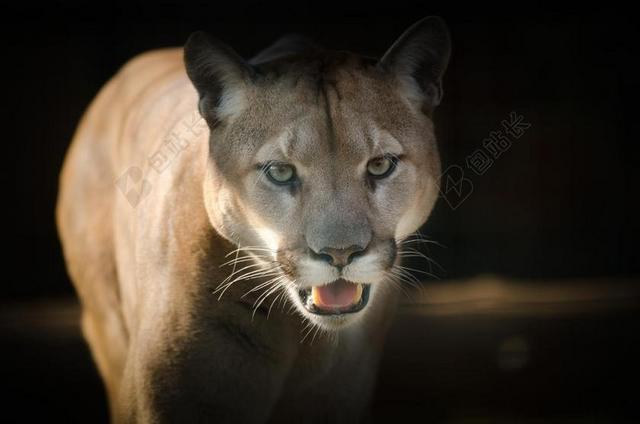美洲狮 眼睛 关闭 激烈 猫的