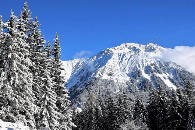 天空 蓝色 白雪覆盖的树木 山 新鲜的雪 松 冬天的梦