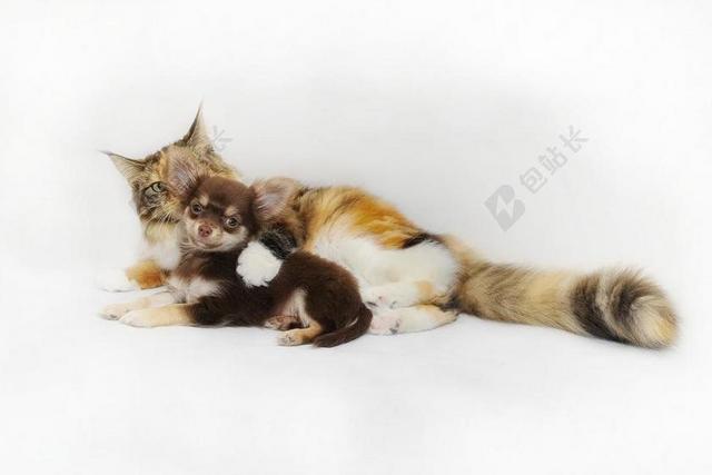 奇瓦瓦州 猫和狗 猫 狗 朋友 宠物 友谊