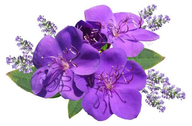 花 紫色 薰衣草