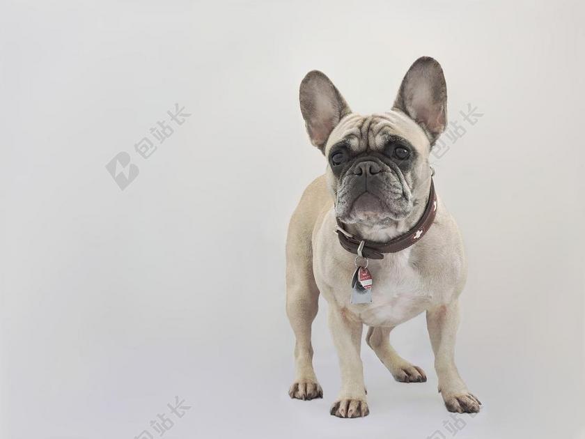 法国斗牛犬 狗 纯种狗 宠物