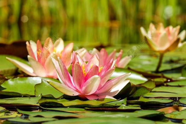 睡莲 花 开花 粉红色 粉红色水百合 水生植物 水花卉 鲜花