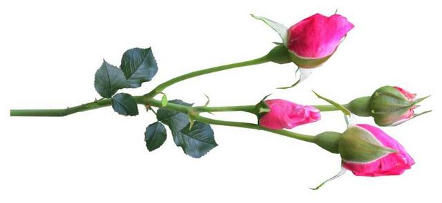 花 干 玫瑰 芽粉红色
