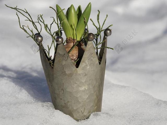性质 冬天 厂 雪 静物 经济增长 花瓶 冷 赛季 寒冬