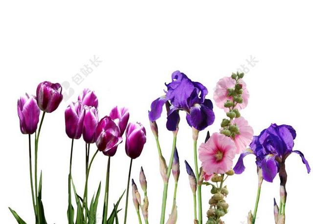 虹膜 郁金香 鲜花 性质 紫 TULPENBLUETE 孤立