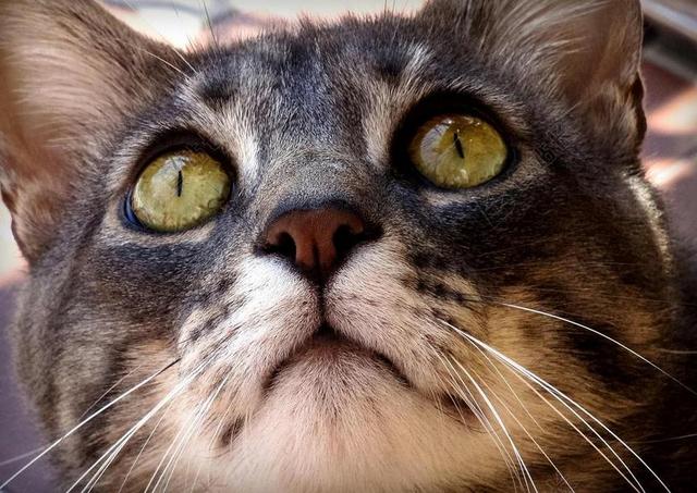 猫咪 猫 动物医院 猫科动物 动物 宠物 看看 眼睛 好奇心