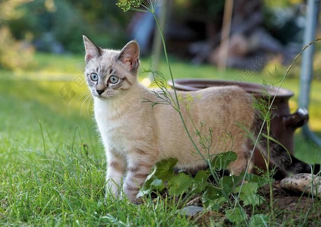猫 花园 宠物 国内的猫 MIEZE 动物 亲爱 年轻的猫