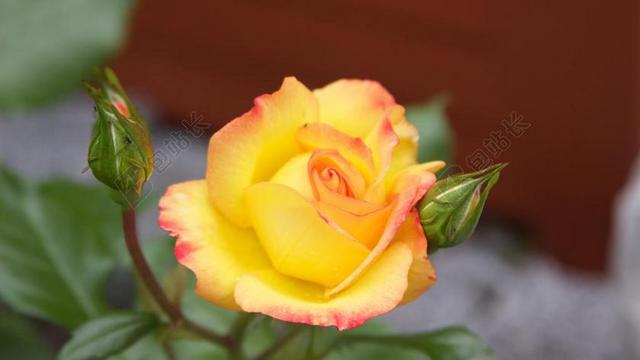玫瑰 玫瑰园 玫瑰花 开花 关闭 浪漫 丰花 花园 香味