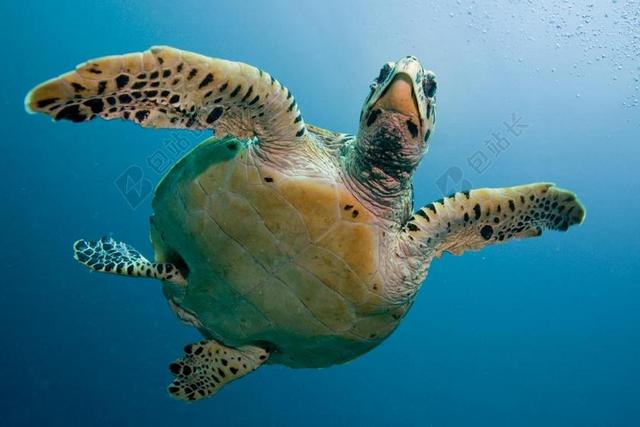 乌龟 海 浸没 深 MALDIVI 水下