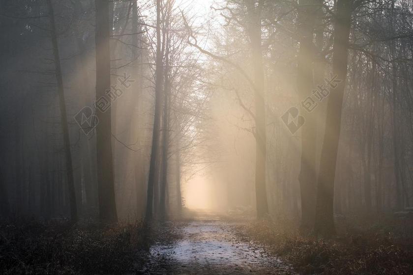 阳光 森林 雾 树木 性质 MORGENSTIMMUNG