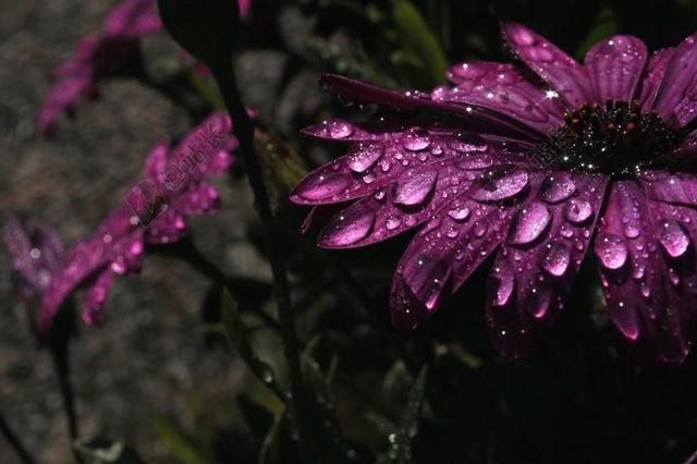 雨 紫色 花卉 紫色的小花 性质 庭园 花园 夏季 光