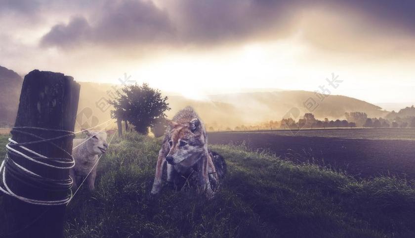 绵羊和灰色的狼背景图片