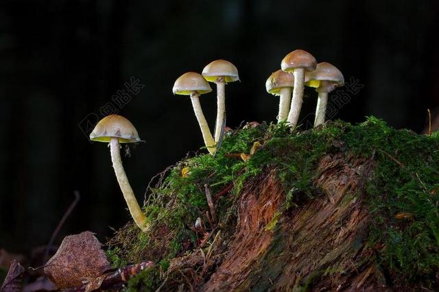 蘑菇 滑菇 树桩 苔 蘑菇采摘 秋季 森林蘑菇 森林 性质