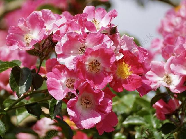 玫瑰 玫瑰布什 粉红色 花 性质 花园 开花 厂 夏季