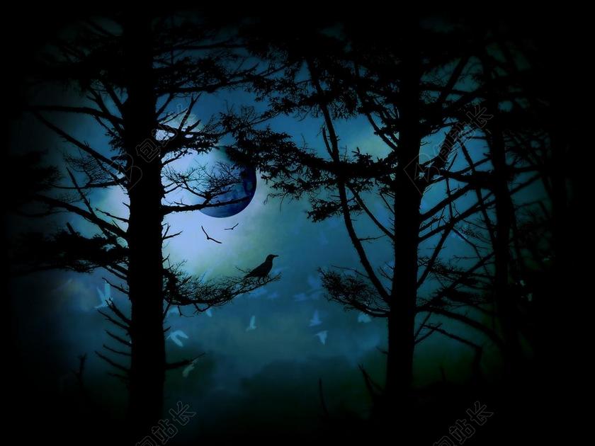 夜晚黑暗的森林背景图片