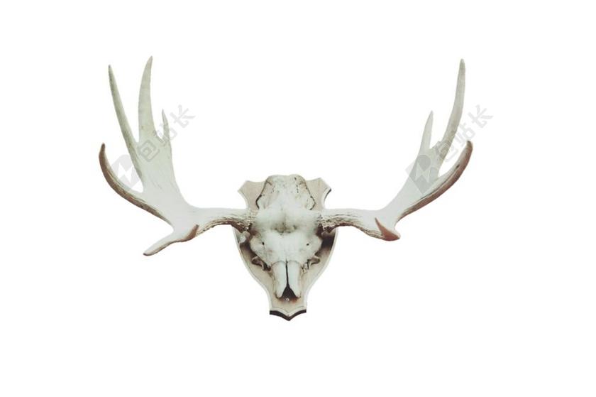 鹿茸 驼鹿角 锦标 狩猎 骨 头骨 狩猎奖杯 角 穆斯