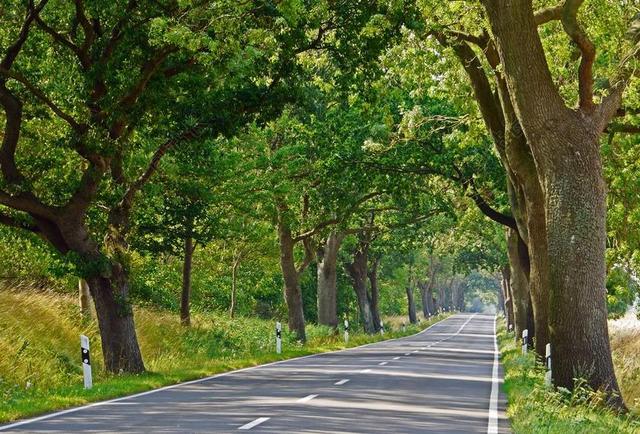 尔根 大道 路 夏季 古树 德意志银行