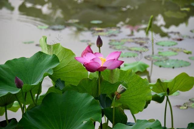 莲花  HONGRYEON 植物 池塘 大自然 鲜花