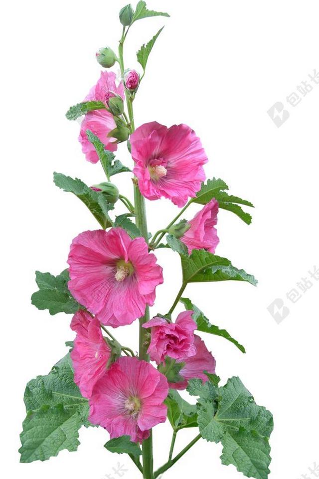 蜀葵 鲜花 粉红色 植物 别墅花园