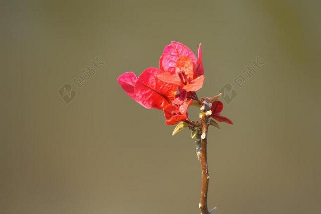 大自然 花 植物 叶子 夏季 颜色 户外 支 明亮 绽放