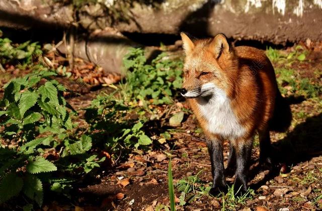福克斯 动物世界 野生动物 野生动物摄影 动物肖像 性质 生物
