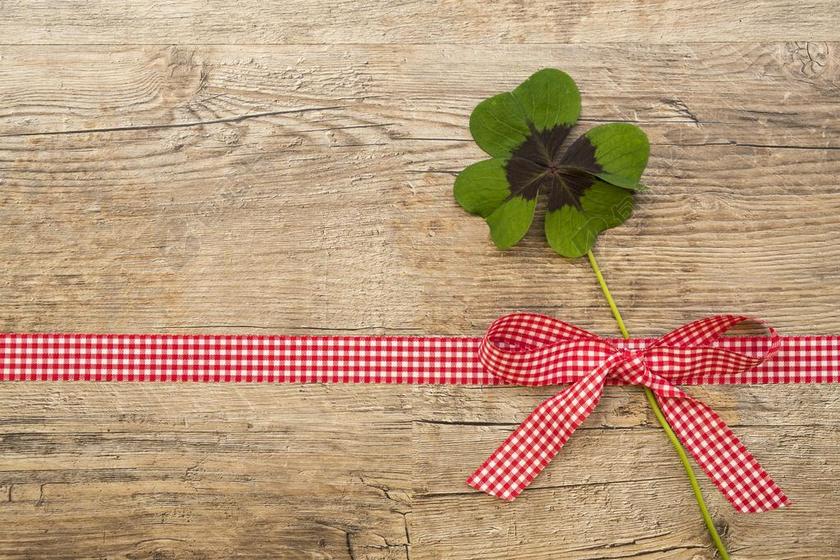 克莱 幸运四叶草 运气 叶子 绿色 厂